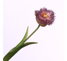 Tulipa Crispa Cream Purple 44cm