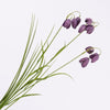 Fritillaria Purple  69cm