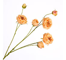 Rosa Spray Peach 94cm