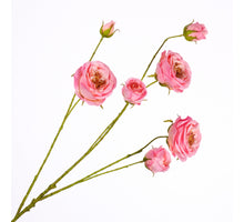 Rosa Spray Pink  94cm