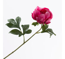 Paeonia Beauty 57cm