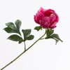 Paeonia Beauty 57cm