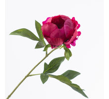 Paeonia Cerise 57cm