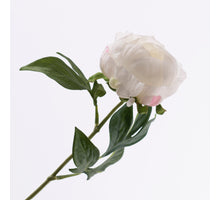 Paeonia Cream 57cm