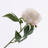 Paeonia Cream 57cm