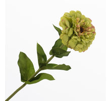 Zinnia Green 70cm