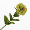 Zinnia Green 70cm
