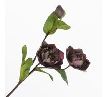 Helleborus Spray Beauty 55cm