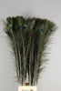 Pauwenveren ca. 100cm PER STUK