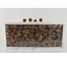 AMBERBAUM LOOSE NATURAL (±330PCS/KG)