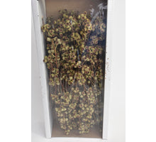 Ambernut Branch Natural (50 Pcs)