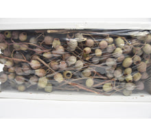 Bellgum Branch Box 5-7 Bells (50 Pcs)