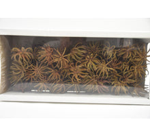 Spidergum Claw Loose Natural (50pcs)