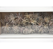 Spidergum Claw Loose White-wash (50pcs)