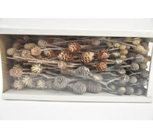 Leucadendron Ass. White-wash (50pcs)