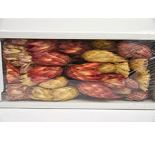 Protea Ass. Natural (50pcs)