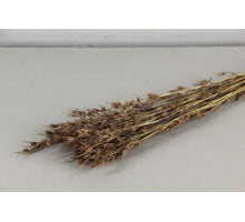 DF Trill Grass Bs