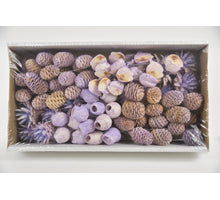 Leucadendron 10cm wr box Lilac-wash (100pcs)