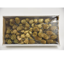 Leucadendron 10cm wr box Gold-wash (100pcs)