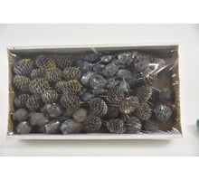 Leucadendron 10cm wr box Black-frost (100pcs)