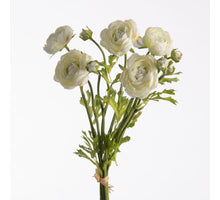 Ranunculus Bundle x5 L38cm w/raffia Cream