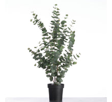 Eucalyptus in pot H117cm Green/Grey