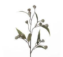 Eucalyptus Seed Spray L71cm Green