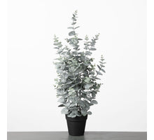 Eucalyptus in pot H72cm Green