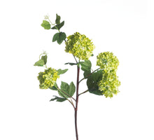 Viburnum Snowball x4 L84cm Green