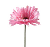 Gerbera L58cm Pink