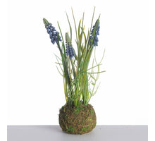 Muscari x3 on mossball L24cm blue