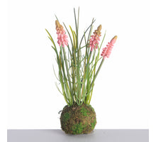 Muscari x3 on Mossball L24cm Pink