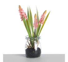 Muscari in Glass Pot L18cm Pink
