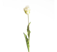 Real Touch Parrot Tulip L60cm White