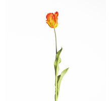 Real Touch Parrot Tulip L60cm Orange