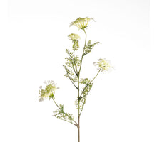 Daucus Carota L96cm White
