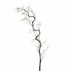 Corylus Contorta L120cm Natural