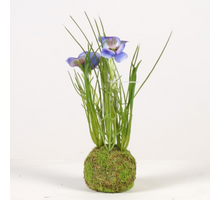 Viola on mossball H24cm blue