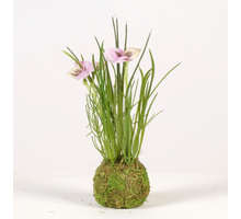 Viola on mossball H24cm pink