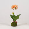 Dahlia x2 on Moss Ball H27cm Salmon