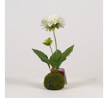 Dahlia x2 on Moss Ball H27cm White