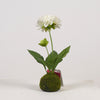 Dahlia x2 on Moss Ball H27cm White