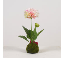 Dahlia x2 on Moss Ball H27cm White/Pink