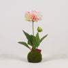 Dahlia x2 on Moss Ball H27cm White/Pink