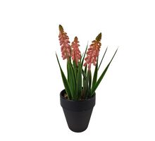 Muscari in pot H18cm pink