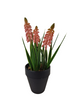 Muscari in pot H18cm pink