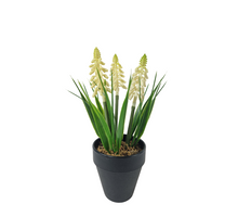 Muscari in pot H18cm white