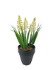 Muscari in pot H18cm white