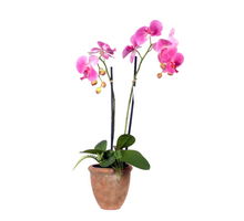 Orchid 2 branches + Fern in ceramic pot H61cm pink