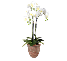 Orchid 3 branches + Fern in ceramic pot H68cm white